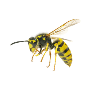 Wasp PNG-74599